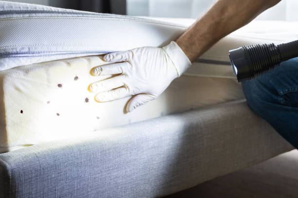 Best Termite Control Services  in Schoolcraft, MI